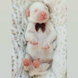 Benedict - Parti male Goldendoodle puppy in Rio Linda, California from GoldendoodlePaw