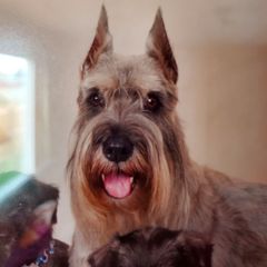 Standard Schnauzers from VonBerg's Standard Schnauzers