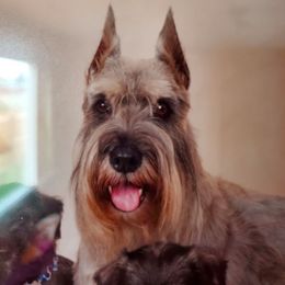 Standard Schnauzers from VonBerg's Standard Schnauzers