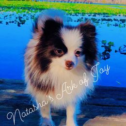 Keeva - Pomeranian