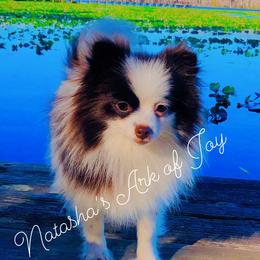 Keeva - Pomeranian