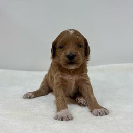 Marigold - Apricot female Goldendoodle puppy in Kenansville, North Carolina from J+A Family Doodles