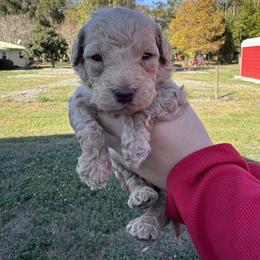 Thunder - Apricot male Goldendoodle puppy in Arcadia, Florida from KnuDawn Goldendoodles and Cavapoos