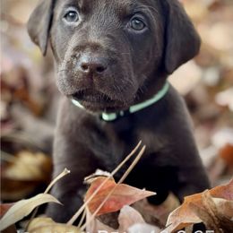 Miss Seafoam - Chocolate female Labrador Retriever puppy in Portland, Tennessee from Whiskey Ridge Retrievers