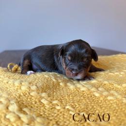 CACAO - Chocolate and tan male Yorkshire Terrier puppy in Smryna, Georgia from Owensons’ Kennel