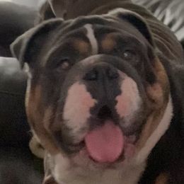 Bulldogs from C3 Bulldogs
