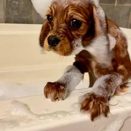 Cavalier King Charles Spaniel Puppies from Strawberry Hill Cavaliers