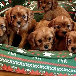 Cavalier King Charles Spaniel Puppies from Sweet Southern Cavaliers and Frenchies