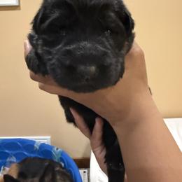 Valentine - Black and tan female German Shepherd puppy in Brighton, Michigan from Szegi Haus K9 Solutions