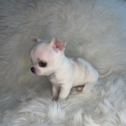 Boy 1 - Cream and white male Chihuahua puppy in Fargo, North Dakota from Wild Prairie Chihuahuas