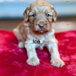 Ice - Caramel red female Australian Labradoodle puppy in Anderson, California from Shaggy Doodles