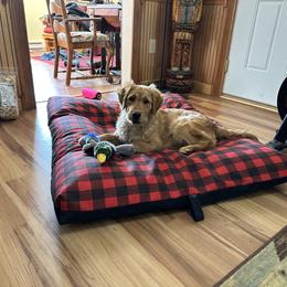 Golden Retriever Puppies from Lindsey