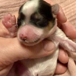 Aspen - Tan and white female Yorkshire Terrier puppy in Tangipahoa County, Louisiana from Riche’ Louisiana Yorkies