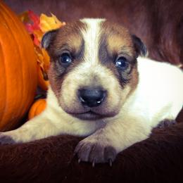 Australian Cattle Dog Puppies from Firecreek Farm & Designs