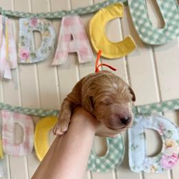 Peanut Butter - Apricot female Goldendoodle puppy in Montgomery, Texas from Dacus Doodles
