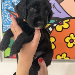 Double Doodle Puppies from Doodle lovers