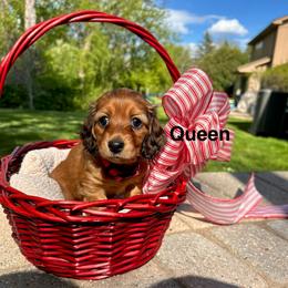 Queen - Red female Dachshund puppy in Rochester Hills, Michigan from Holiday Dachshunds