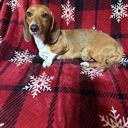 Lady - Dachshund