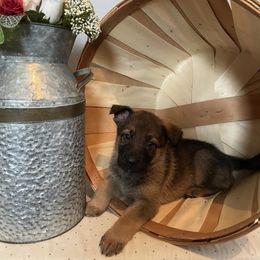Bucky - German Shepherd puppy in Jacksonville, Florida from J & J Ranch