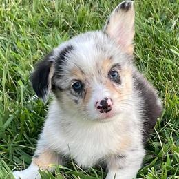 American Corgis and Pembroke Welsh Corgis from Rafter T Corgis