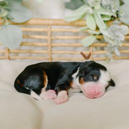 Marina - Tri-color female Bernedoodle puppy in Spanish Fork, Utah from K Brand Doodles
