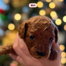 Cocoa - Red female Cavapoo puppy in Sugar City, Idaho from Taylor's Cavapoos