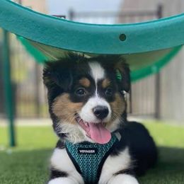Australian Shepherds from Cherokee Creek Aussies