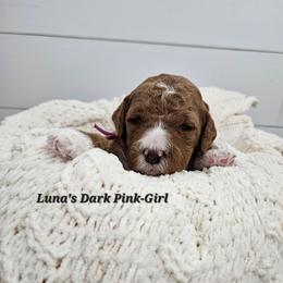 Dark Pink Girl - Red female Labradoodle puppy in Payson, Utah from Utah County Labradoodles