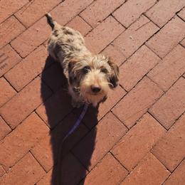 Brynlie - Dachshund