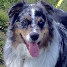 Azur - Australian Shepherd