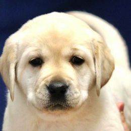 Labrador Retriever Puppies from Lonedove Kennels