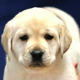 Labrador Retriever Puppies from Lonedove Kennels