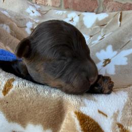 Blue collar - Brown male Poodle puppy in Huntsville, Alabama from Flint River Poodles