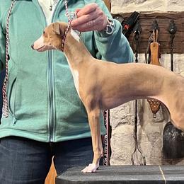 Vegas - Italian Greyhound