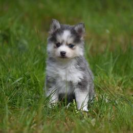 Blue Cheese - Blue female Pomsky puppy in Coos Bay, Oregon from Ocean View Pomskies