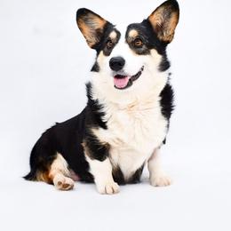Lily - Pembroke Welsh Corgi