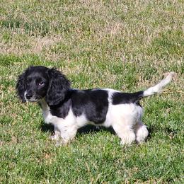 Franny - Dachshund