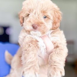 Lake - male Goldendoodle puppy in Bradenton, Florida from Doodle Acres