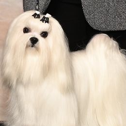 Hero - Maltese