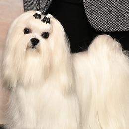 Hero - Maltese