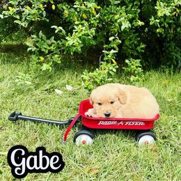 Gabe - Golden male Golden Retriever puppy in Salem, Virginia from Virginia Goldens