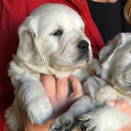 Golden Retriever and Labrador Retriever Puppies from Golden Hills Retrievers