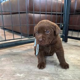 Chocolate boy - Chocolate male Labrador Retriever puppy in Big River, California from Cozy Acres Farm Labradors
