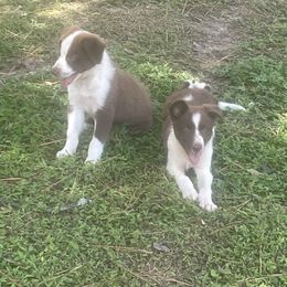 Border Collie puppies from Mccurry Farms