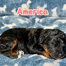 America - Tri-color female Bernedoodle puppy in Beecher, Illinois from Erica’s Doodles