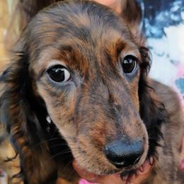 SAMANTHA - Brindle female Dachshund puppy in Paradise, Texas from C and J Minis
