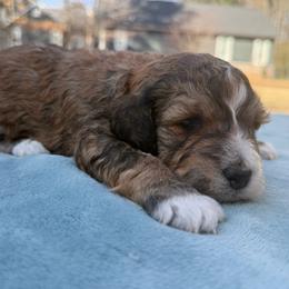 Snowflake - Sable female Bernedoodle puppy in Russellville, Arkansas from Crossgate Doodles