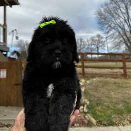 Girl 2 - Phantom Bernedoodle puppy in Holt, Missouri from Mindys Doodles