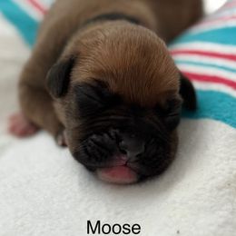 Mr Black - Fawn male Boxer puppy in Palm Coast, Florida from Starlight Boxer Corner