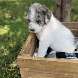 Sheepadoodle Puppies from Primrose Cottage Puppies